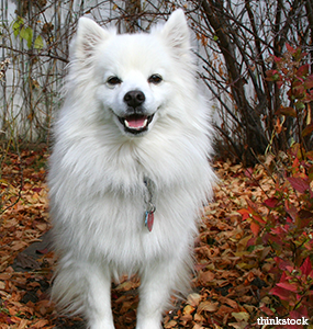 miniature american eskimo dog