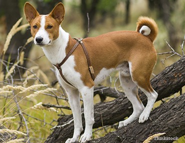 the basenji
