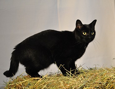 bombay cat for sale near me