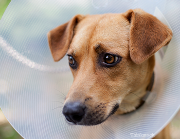 dog sleeping with cone