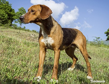 can english foxhounds be guard dogs