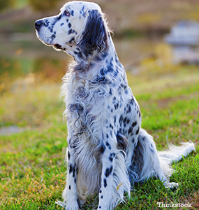 spanish setter dog