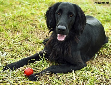 flat coat dog
