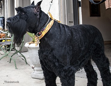 schnauzer working dog