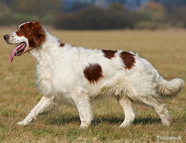 importere Dronning forbedre The Irish Red and White Setter