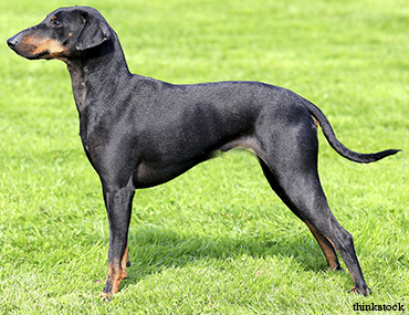 how tall is a manchester terrier