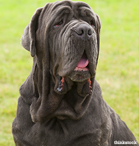 neapolitan mastiff photos