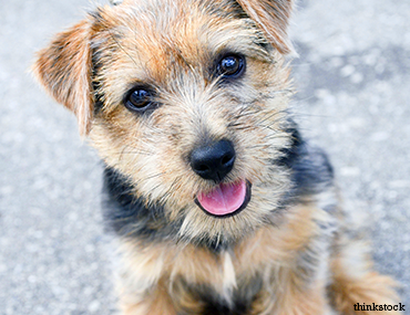 Norfolk Terrier