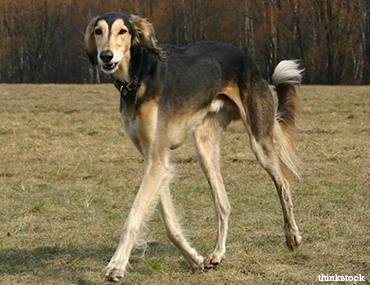 saluki coat