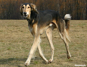 saluki dog long hair