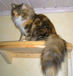siberian long hair cat