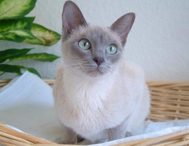 tonkinese