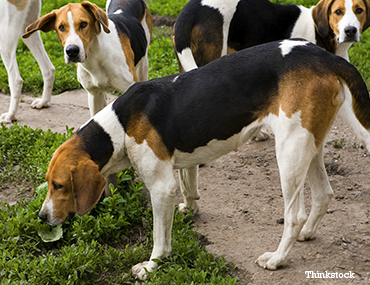 The Treeing Walker Coonhound The Treeing Walker Coonhound