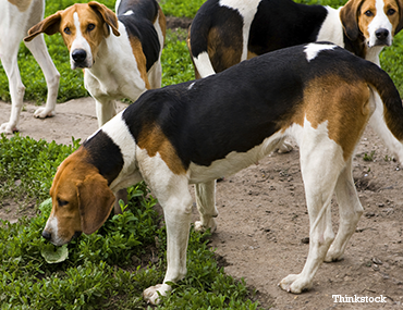 The Treeing Walker Coonhound