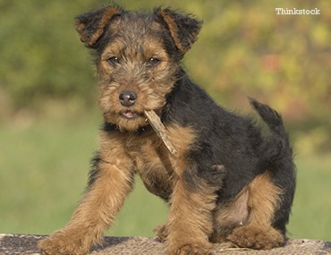 best way to introduce a dog and a cat