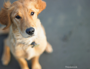 dog c section and spay