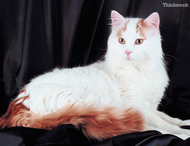 van turkish cat
