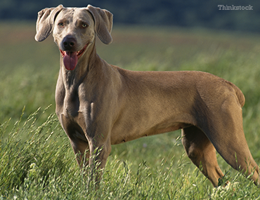 large weimaraner