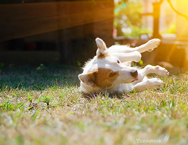 Dog rolling around in the grass 