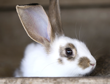 What Does a Rabbit Have To Do With Easter? What Does a Rabbit Have To Do With Easter?