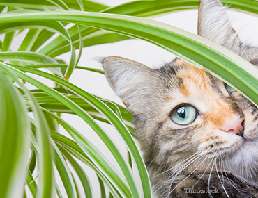 Cómo evitar que los gatos coman plantas de interior