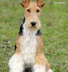 The Wire Fox Terrier
