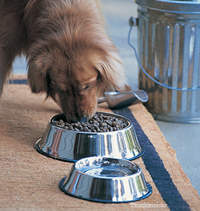 Feeding Senior Dogs Senior dog
