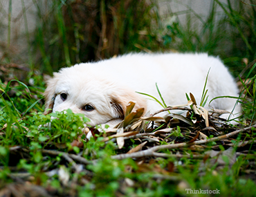Dog lying in grass