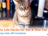 7 Surprisingly Simple Life Hacks for You & Your Cat