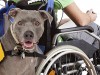 4 Paws for Ability: A Mission to Connect Service Dogs with Disabled Children