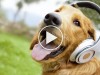 5 Fun Pet Music Videos