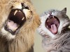 5 Ways Big Cats are Just Like Yours