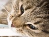 A New Study Shows that Vomiting in Cats is often a Sign of Serious Disease