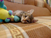 adopted cat plays with toy