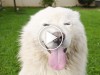 The Amazing Singing Dog is Only the Beginning!