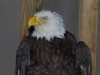 Bald Eagle Rescue Photos: X-ray