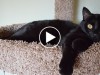 Black cat laying on cat tower