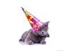 Oldest Cat in the World Enjoy's 24th Birthday!