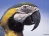 Parrot, close up