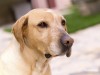 Canine Bladder Infection: New Study May Change Treatment
