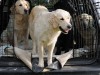 Golden Retrievers in a large car crate