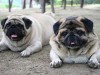 The Top 5 States for Pet Obesity