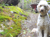 Celebrating Earth Day: Going Green With Your Pet