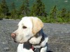 Golden Labrador on a mountain in Maine