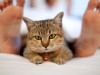 Copy Cats: New Study Shows Feline Moods Influenced by Owners