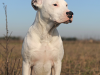 Courageous Dog Survives 9 Days Buried Under Tornado Wreckage