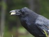 Crafty Crows: How Much Truth Did Aesop Know? 