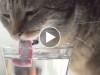 Cute Kitties Drinking in Slow-Mo: Can You Spot The Difference?