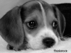 Beagle resting his head