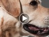Dog Saves a Life with the Heimlich Maneuver, This Really Happened!